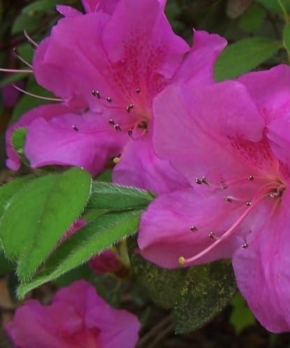 Azalea - Encore Autumn Amethyst