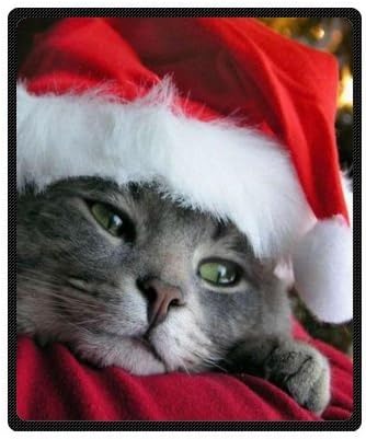 kitty christmas hat