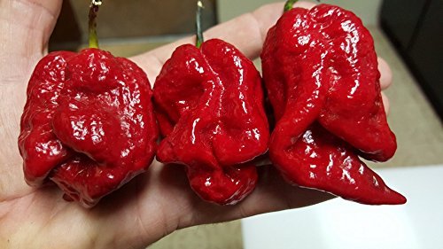 7 Pot Katie Chile 10+ Seeds 7 Pot Katie Chile 10+ Seeds