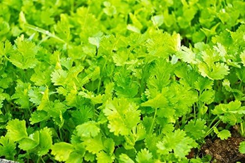 Semillas de cilantro - Coriandrum sativum: Amazon.es: Jardín