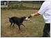 Genuine Dog Gear Real Fur Sheepskin Dog Tug of War Toy with 2 Handles and Carry Bag