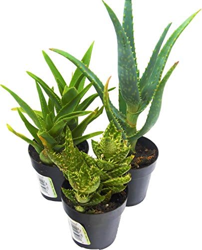 Aloe Vera Succulent Variety Pack / All Different Species / 2.5" Pots / Live Home and Garden Plants (3)