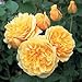 David Austin English Roses Graham Thomas