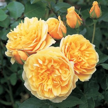 David Austin English Roses Graham Thomas David Austin English Roses Graham Thomas