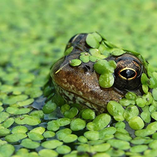 2 oz Duckweed Floating Pond Plant Live Great for Koi Ponds and Aquarium