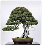 15 Seeds Taxus Cuspidata (Japanese Yew Seeds) Bonsai Tree