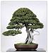 15 Seeds Taxus Cuspidata (Japanese Yew Seeds) Bonsai Tree primary