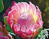 Protea Compacta Bot River Sugarbush Beautiful Pink Flowers 5 Seeds Amazing Rare