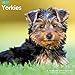 Yorkies Wall Calendar (2017)