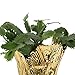 Costa Farms Christmas Cactus, Fully Rooted Zygo, Grower's Choice Color - Red, Pink, or White, Live Indoor Holiday, Thanksgiving, and Christmas Room Decor, 1 Foot Tall