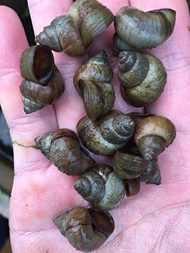 Amazon Com Imperial Tropicals 50 Large 1 2 1 Japanese Trapdoor Snails Viviparus Malleattus Great For Getting Rid Of Algae In Ponds Pet Supplies