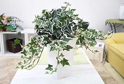 Amazon 人工観葉植物 光触媒 アイビー 白 垂れタイプ 約40ｃｍ スクエアホワイト鉢 ブルーミングスケープ 人工観葉植物