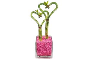 Athena's Garden Double Heart Lucky Bamboo Stalks Indoor Live Plants in Glass Vase and Pink Rock (BA-HS0810SQ4PRL)