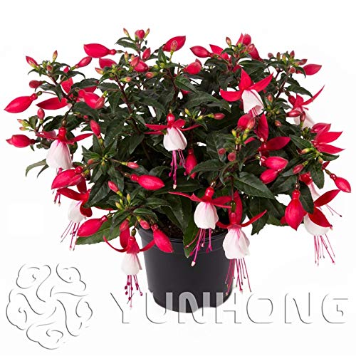 100pcs/bag Fuchsia Seeds, Fuchsia Flowers,Lantern Flower, Begonia Flower,Seeds Flower Seeds, Plant for Home Garden