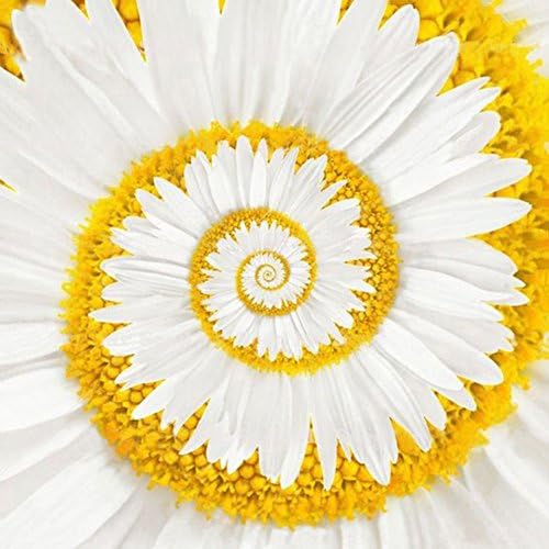 Tangbasi 100Pcs Miracle Daisy Seeds Garden Planting Rare Flower Bonsai Seeds