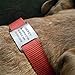 LuckyPet Slide-On Pet ID Tags - Dog Tags Personalized - Durable Engraved Stainless Steel Pet Name Tags - Noiseless Dog Tag - Suitable for Dogs and Cats - Fits 3/8 inch Collars - Small, Open Ends