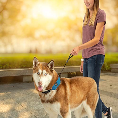 Nite Ize Raddog AllinOne Collar + Leash Combo, Dog Collar with Builtin Retractable Leash