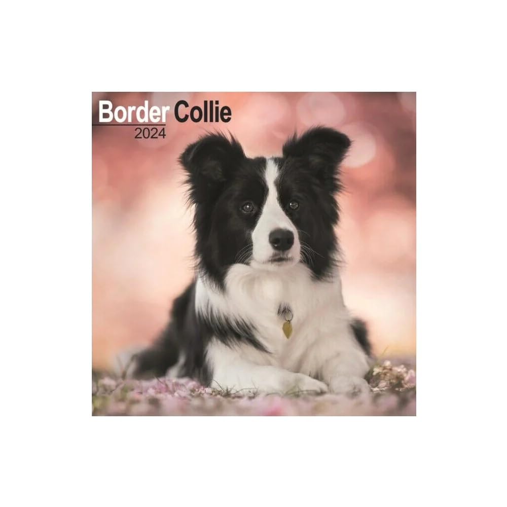 Border Collie Calendar 2024 | Square Dog Breed Wall Calendar - 16 Month