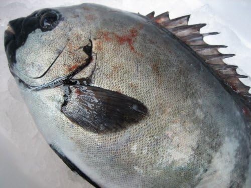 Amazon お刺身用 活石鯛2ｋｇ以上 山陰境港産 Asksanin 鮮魚 通販