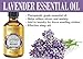 Bulgarian Lavender Essential Oil 1 fl oz, 100% Pure, Independently Tested, Therapeutic Grade Lavender Oil for Diffuser, Aromatherapy, skincare and hair