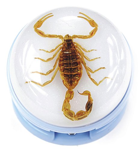 REALBUG Golden Scorpion Blue Stapler
