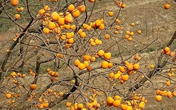 すべてのカタログ オリジナル プラム 種 発芽