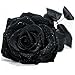 Homedeco 100 Seeds China Rare Black Rose Flower Lover DIY Plants Home Garden Rare Black Rose Flower Seeds