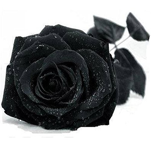 Homedeco 100 Seeds China Rare Black Rose Flower Lover DIY Plants Home Garden Rare Black Rose Flower Seeds