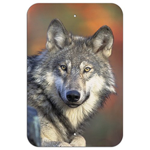 Gray Wolf with Fall Background Home Business Office Sign - Metal - 6