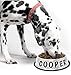 Personalized Dog Bowl –Customizable Pet Name 3D Print Design 32 Oz Stainless Steel Bowls With Anti-Skid Rubber Base for Food or Water Perfect Dish for Dog Puppy Cat and Kitten