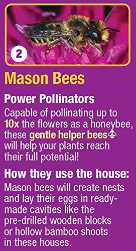 Nature's Way Bird Products CWH7 Insect House