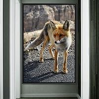 Framed Canvas Wall Art Red Fox Animals Contemporary Expressive Fox Living Room Multicolor Photography - 16x24 inches