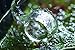 JARDLI Lily Glass Spiral Outflow Pipe for Plants Aquarium (17mm for 16/22mm (5/8'') Hose)