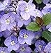 50+ Veronica Creeping Blue Speedwell Flower Seeds / Perennial