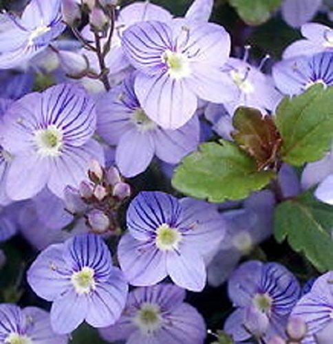 50+ Veronica Creeping Blue Speedwell Flower Seeds / Perennial 50+ Veronica Creeping Blue Speedwell Flower Seeds / Perennial