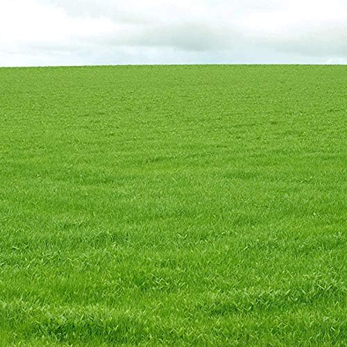 10000Pcs Seed Fine Leaf Texture Drought Tolerant Green Tall Fescue