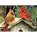 WEIYP 5D Diamond Painting Kits for Adults Full Drill The Cardinals Embroidery Rhinestone Painting Full Drill Paint with Diamond for Christmas Home Wall Deco-Cardinals