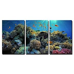 Beautiful View of Sea Life x3 Panels