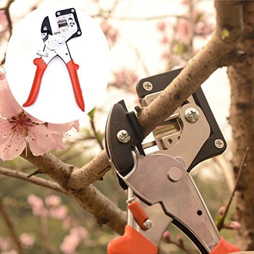 Calli Seedlings Engraft Grafting Garden Tools Nursery Fruit Trees Grafting