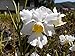 Vanda Miss Joaquim 'Diana' ALBA- Old Timer'! Must See! Limited Hard to find- orchid plant