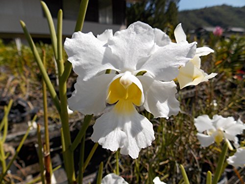 Vanda Miss Joaquim 'Diana' ALBA- Old Timer'! Must See! Limited Hard to find- orchid plant Vanda Miss Joaquim 'Diana' ALBA- Old Timer'! Must See! Limited Hard to find- orchid plant