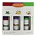 SpaRoom 100% Pure Essential Oil Sensory Packs Essentials, Cobalt Blue Bottle, Holistic, 3 Count