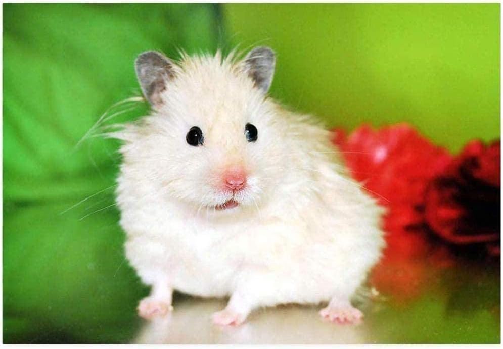hamster puzzles