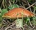 Slippery Jack Mushroom (Suillus luteus) Mycelium Spores Spawn Dried Seeds (10g)