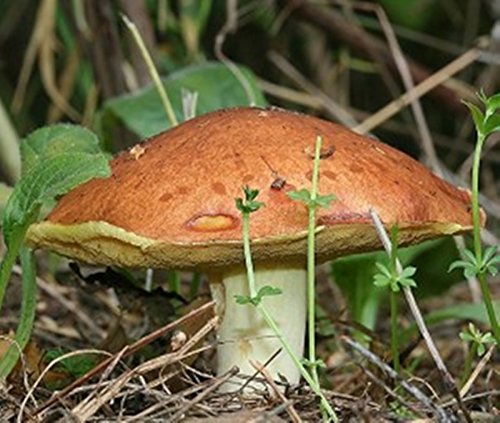 Slippery Jack Mushroom (Suillus luteus) Mycelium Spores Spawn Dried Seeds (10g)