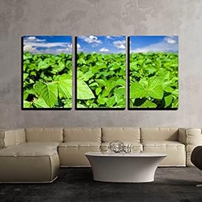 3 Piece Canvas Wall Art - Soybean Field - Modern Home Art Stretched and Framed Ready to Hang - 16"x24"x3 Panels