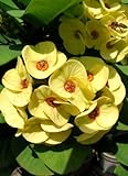 Golden Crown of Thorns Plant - Euphorbia - RARE! - 5