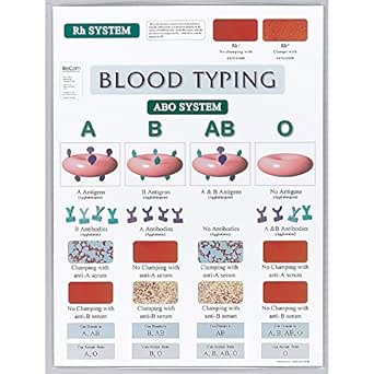 Blood Typing Chart Science Prints Amazon Com Industrial Scientific