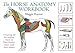 The Horse Anatomy Workbook: A Learning Aid for Students Based on Peter Goody's Classic Work, Horse A by