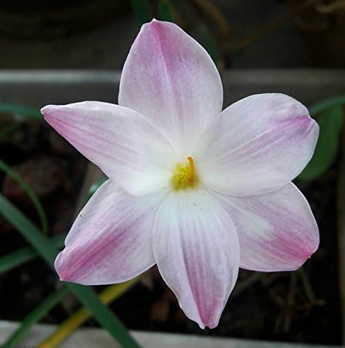 Rain Lily Bulb, Zephyranthes "Lily Pies", Magic Lily, RainFlower, Zephyr Lily, Fairy Lily, Flowering Size.